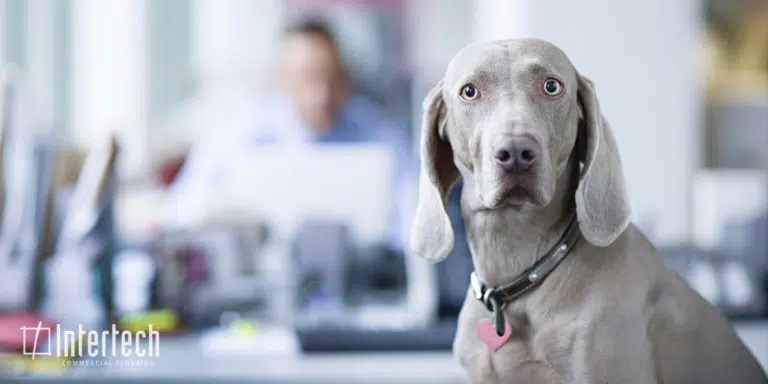 Pets in office